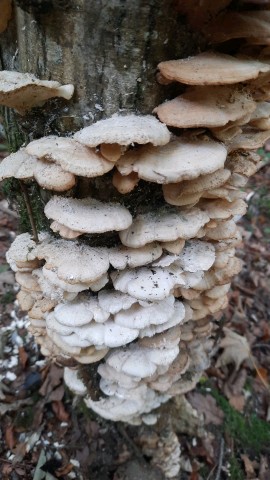 Trametes pubescens