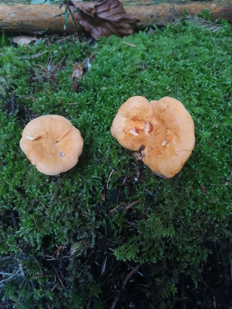 Hygrophoropsis aurantiaca