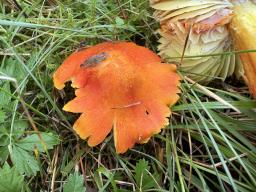 Hygrocybe intermedia