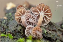 Mycena meliigena