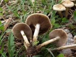 Agrocybe praecox