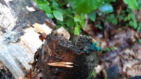 Chlorociboria aeruginascens