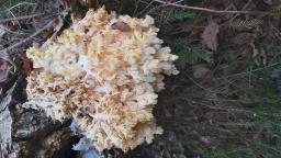 Hericium coralloides