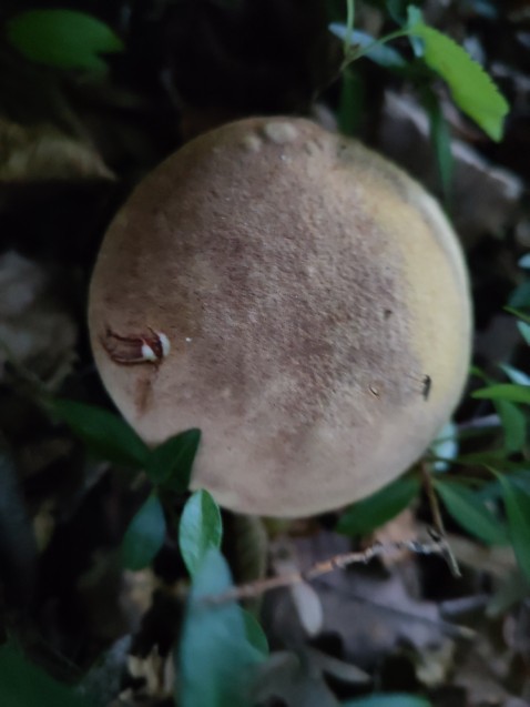 Xerocomus subtomentosus