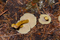 Craterellus tubaeformis