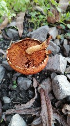 Pholiota conissans