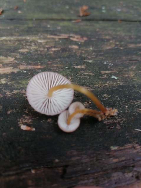 Mycena inclinata