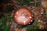 Russula integra