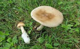 Amanita sublividopallescens