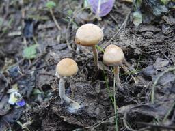 Conocybe vestita