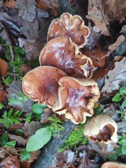 Tricholoma pessundatum