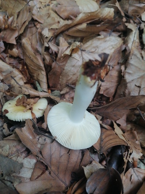 Russula solaris