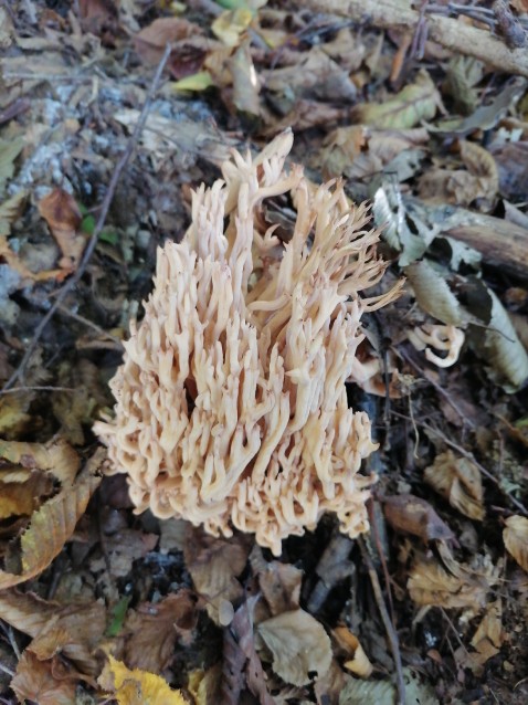 Ramaria botrytis