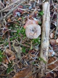 Rhizocybe pruinosa