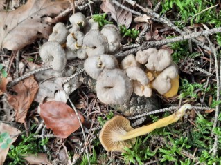 Craterellus tubaeformis