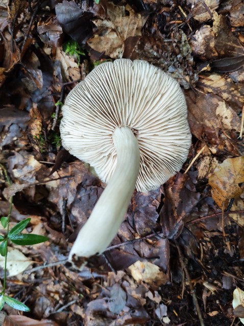 Entoloma rhodopolium