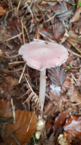 Mycena rosea