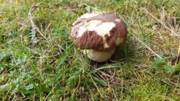 Boletus edulis