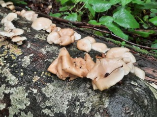 Pleurotus pulmonarius