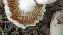 Lactarius ruginosus