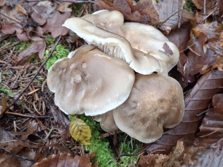 Tricholoma saponaceum