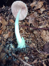 Volvariella murinella