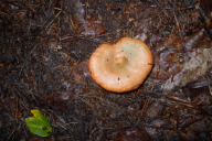 Lactarius deterrimus