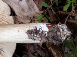 Megacollybia platyphylla