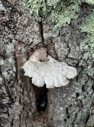 Pleurotus dryinus