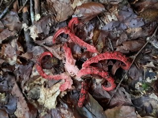 Clathrus archeri