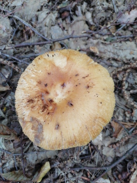 Russula foetens