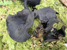 Pseudoplectania melaena