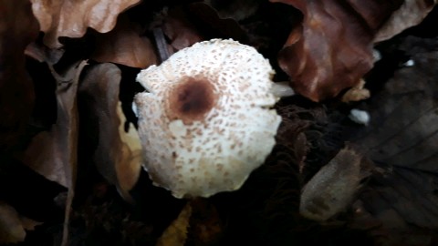 Lepiota cristata