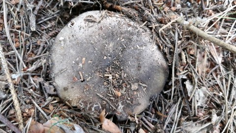 Russula nigricans