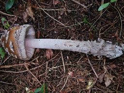 Amanita ceciliae