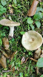 Russula heterophylla