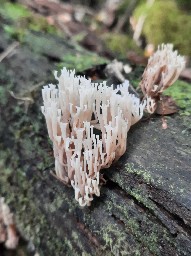 Artomyces pyxidatus