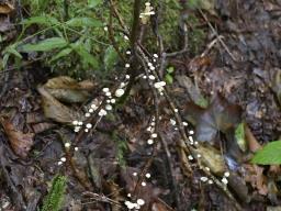 Collybiopsis ramealis