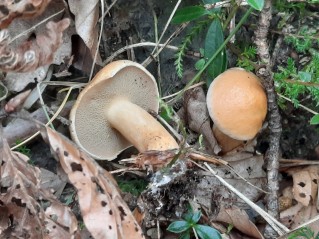 Suillus bovinus