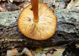 Pluteus variabilicolor