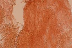 Cuphophyllus fornicatus