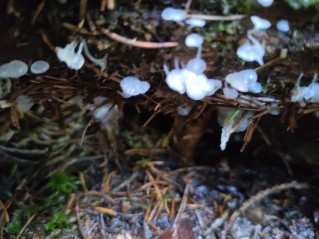 Delicatula integrella