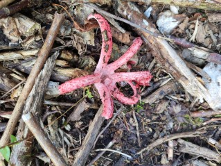 Clathrus archeri
