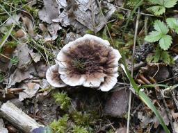 Hydnellum peckii