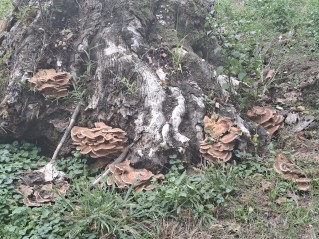 Meripilus giganteus