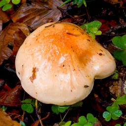 Hygrophorus abieticola