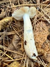 Russula firmula