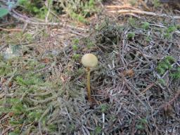 Conocybe vexans