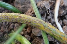 Puccinia liliacearum