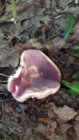 Russula amoena